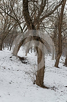 Unusual shapes in forest, shapes formed by bending of timbers