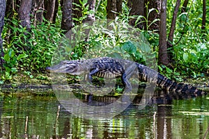 An Unusual Shot of a Large American Alligator (Alligator mississippiensis) Walking on a Lake Bank in the Wild