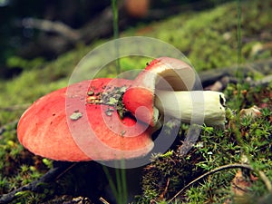 An unusual sight among forest mushrooms