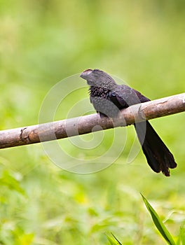 The unusual Smooth-billed Ani