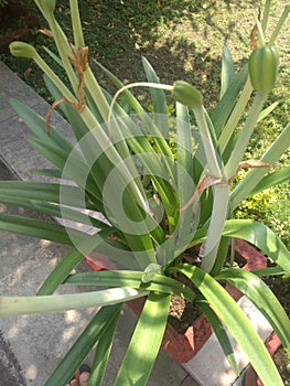 An unusual snapshot of a decorative red lily flower plant with green leaves