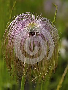 Unusual spherical pink flower