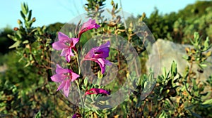 Unusual spring purple violet flower Gladiolus byzantinus close up. Plants Spain mountains.