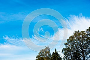 Unusual, Cloud Formation with Chemtrails, Contrails and Trees