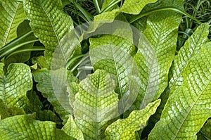 Unusual textured leaves of microsorum musifolium crocodyllus fern