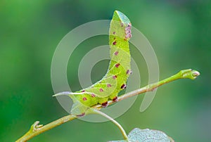 The unusual thick caterpillar of the sphingidae beautifully