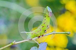 The unusual thick caterpillar of the sphingidae beautifully