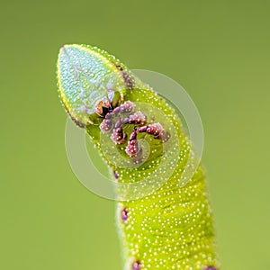 The unusual thick caterpillar of the sphingidae beautifully