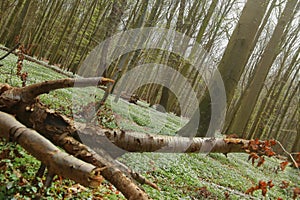 Unusual tilt shot of protected area Grosses Holz near Loissin, Mecklenburg-Vorpommern, Germany photo