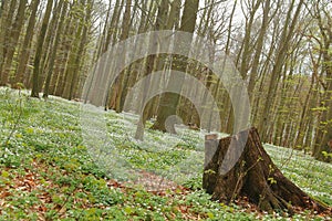 Unusual tilt shot of protected area Grosses Holz near Loissin, Mecklenburg-Vorpommern, Germany photo