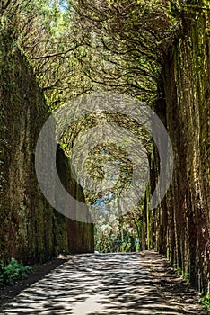 Unusual  tree branches form arche over narrow passage between rocks in the Anaga Rural Park. Camino viejo al Pico del InglÃÂ©s. photo