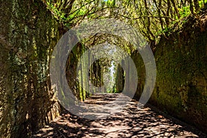 Unusual  tree branches form arche over narrow passage between rocks in the Anaga Rural Park. Camino viejo al Pico del InglÃÂ©s. photo