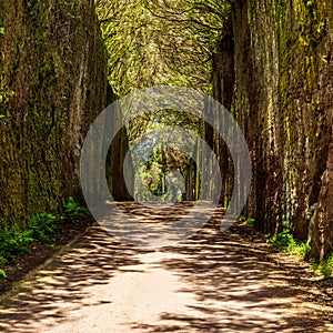 Unusual  tree branches form arche over narrow passage between rocks in the Anaga Rural Park. Camino viejo al Pico del InglÃÂ©s. photo