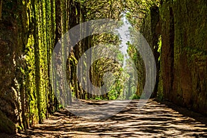 Unusual  tree branches form arche over narrow passage between rocks in the Anaga Rural Park. Camino viejo al Pico del InglÃÂ©s. photo