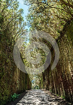 Unusual  tree branches form arche over narrow passage between rocks in the Anaga Rural Park. Camino viejo al Pico del InglÃÂ©s. photo