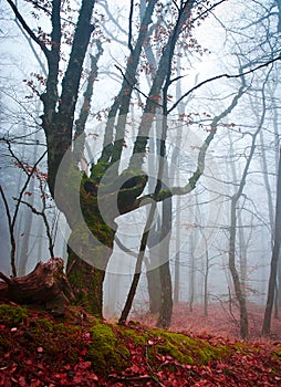 Unusual tree in the misty autumn forest