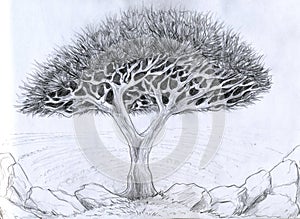 Unusual tree - pencil drawing