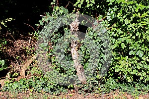 Unusual tree stump left on side of the road surrounded with dense crawler plant and other forest vegetation