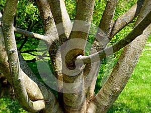 Bare tree in bizarre growth form