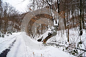 Unusual tree, winter forest, snowy road