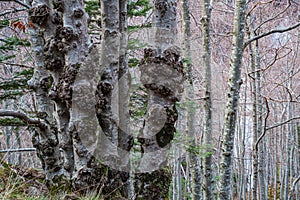 Unusual trees in a forest with a thickened trunk