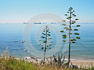 Unusual trees overlooking container and cargo ships