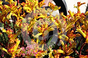 Unusual tubular fuzzy yellow flowers