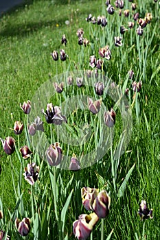 Unusual unimaginable purple tulips with yellow edging on the petals growing on the avenue of the city of Dnipro, Ukraine.