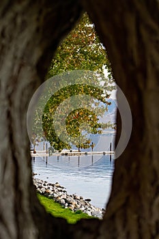 Unusual view of Columbia River park and dock through the hole in a tree truck