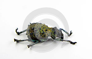 Unusual weevil beetle Holonychus saxosus isolated on white. Collection beetles. Curculionidae. Coleoptera. photo