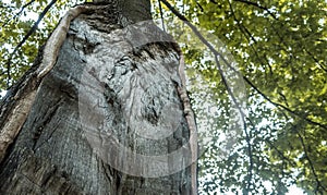 Unusual weird old tree bark plant inside forest wood summer sun light