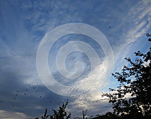 Unusual white clouds and birds on a blue sky during sunset