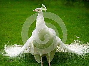 Unusual white peacock