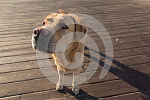 Close up portrait of happy Labrador Retriever dog on the pier