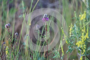 Unusual wildflower Purple Prairie Clover