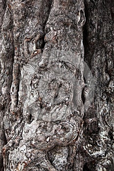 Unusual wooden tree bark with interesting patterns