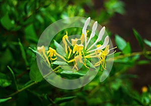 Unusual yellow flower