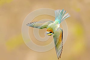 Unusually beautiful shot of a young bee-eater in flight
