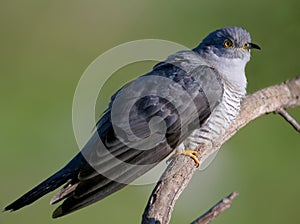 Unusually close-ups of an ordinary cuckoo