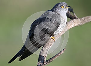 Unusually close-ups of an ordinary cuckoo