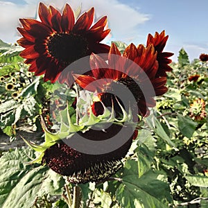 Unusually Colored Sunflowers in a Field