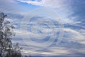 Unusually lit cirrus clouds over a winter forest. Trees with bare branches