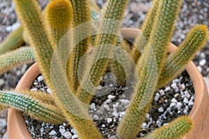 An unusually shaped cactus in a pot. Cleistocactus winteri