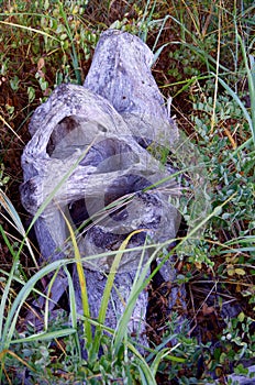 Unusually shaped driftwood log nestled in the plant growth above high tide