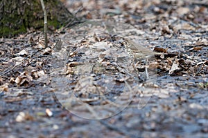 Unvarnished forest bird on the background of last year`s foliage