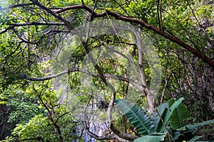 Unveiling Diverse Flora - Terrestrial to Jungle