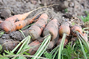 Unwashed Carrot in Field