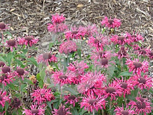 Wilting coneflowers