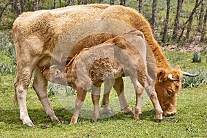 Unweaned calf suckling from his mother. Bovine cattle. Feeding