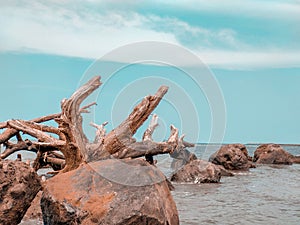 unwind in the asia ocean indian ocean with a view of twigs and rocks